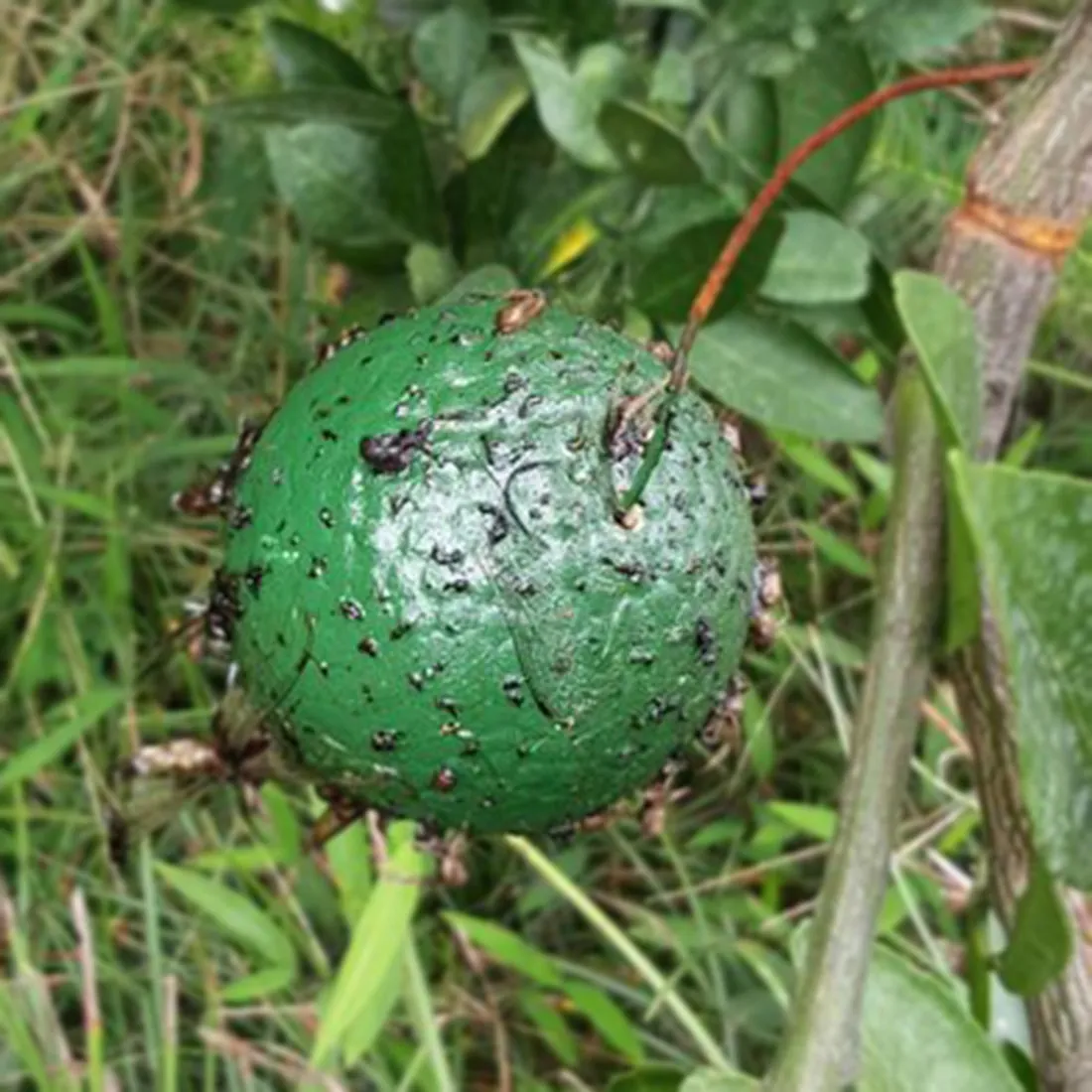 Fruit Fly Catcher Hanging Trap Ball