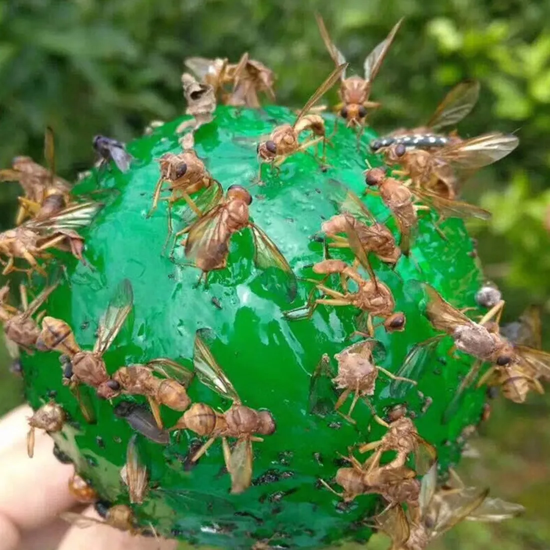 Fruit Fly Catcher Hanging Trap Ball